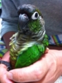 [Conure][ウロコインコ][ウロコインコ][インコ]くるみ（インコですけど何か？）