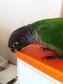 [Conure][ウロコインコ][ウロコインコ][インコ]くるみ（かじるかじるかじる）