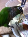 [Conure][ウロコインコ][ウロコインコ][インコ]くるみ（くーもメガネっ子になるー！）