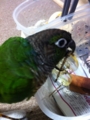 [Conure][ウロコインコ][ウロコインコ][インコ]くるみ（眼鏡かけたいのー！）