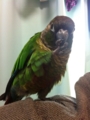 [Conure][ウロコインコ][ウロコインコ][インコ]くるみ（盗み食い）