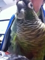 [Conure][ウロコインコ][ウロコインコ][インコ]くるみ（自慢のうろこ羽根～）