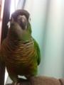 [Conure][ウロコインコ][ウロコインコ][インコ]くるみ（今日の収穫～）