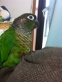 [Conure][ウロコインコ][ウロコインコ][インコ]くるみ（ちょっとたそがれてみた）