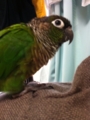 [Conure][ウロコインコ][ウロコインコ][インコ]くるみ（洗濯物干しっぱなし！）