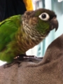 [Conure][ウロコインコ][ウロコインコ][インコ]くるみ（天気悪かったもんねー）