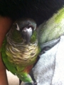 [Conure][ウロコインコ][ウロコインコ][インコ]くるみ（にゃんすか？）