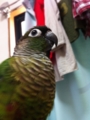 [Conure][ウロコインコ][ウロコインコ][インコ]くるみ（巨乳！）