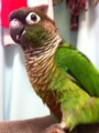 [Conure][ウロコインコ][ウロコインコ][インコ]くるみ（まつげがくるりん）