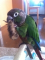 [Conure][ウロコインコ][ウロコインコ][インコ]くるみ（猫、仕留めたったー）