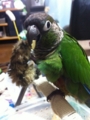 [Conure][ウロコインコ][ウロコインコ][インコ]くるみ（台風だから猫を仕留めたよ）