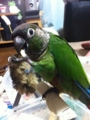 [Conure][ウロコインコ][ウロコインコ][インコ]くるみ（こりゃ楽しいやねー）