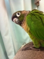 [Conure][ウロコインコ][ウロコインコ][インコ]くるみ（みーたーなー）