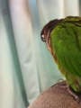 [Conure][ウロコインコ][ウロコインコ][インコ]くるみ（おもちゃ落としちゃった）