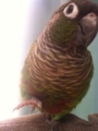 [Conure][ウロコインコ][ウロコインコ][インコ]くるみ（どどーん）