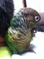 [Conure][ウロコインコ][ウロコインコ][インコ]くるみ（リラックスー）