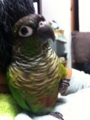 [Conure][ウロコインコ][ウロコインコ][インコ]くるみ（ぼー）