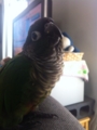 [Conure][ウロコインコ][ウロコインコ][インコ]くるみ（ボクってかわいいでしょ？）