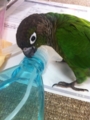 [Conure][ウロコインコ][ウロコインコ][インコ]くるみ（スプレーしたいよー）