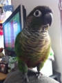 [Conure][ウロコインコ][ウロコインコ][インコ]くるみ（登ったったー）