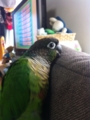 [Conure][ウロコインコ][ウロコインコ][インコ]くるみ（うんしょうんしょ）