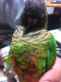 [Conure][ウロコインコ][ウロコインコ][インコ]くるみ（おけらちゃん！）