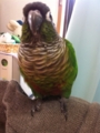 [Conure][ウロコインコ][ウロコインコ][インコ]くるみ（そろそろもふもふ全開？）