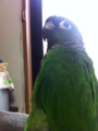 [Conure][ウロコインコ][ウロコインコ][インコ]くるみ（広い背中でしょ？）