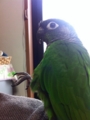 [Conure][ウロコインコ][ウロコインコ][インコ]くるみ（実はiPhoneを狙ってるんだけどね）