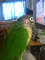 [Conure][ウロコインコ][ウロコインコ][インコ]くるみ（お天気続くのー？）