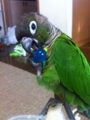 [Conure][ウロコインコ][ウロコインコ][インコ]くるみ（鯨、うめー）