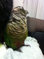 [Conure][ウロコインコ][ウロコインコ][インコ]くるみ（じいちゃん？）