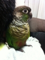 [Conure][ウロコインコ][ウロコインコ][インコ]くるみ（おとなしいとかわいいって何さ？）