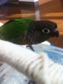 [Conure][ウロコインコ][ウロコインコ][インコ]くるみ（いたずら画策中）