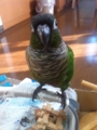 [Conure][ウロコインコ][ウロコインコ][インコ]くるみ（黄金比率の首のかしげ方）