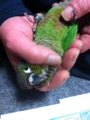 [Conure][ウロコインコ]