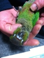 [Conure][ウロコインコ]