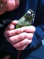 [Conure][ウロコインコ]