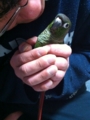 [Conure][ウロコインコ]