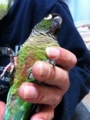 [Conure][ウロコインコ]