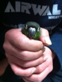 [Conure][ウロコインコ]