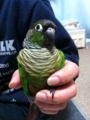 [Conure][ウロコインコ]