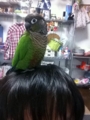 [Conure][ウロコインコ]