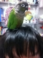 [Conure][ウロコインコ]