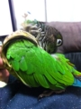 [Conure][ウロコインコ]