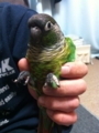 [Conure][ウロコインコ]