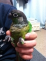 [Conure][ウロコインコ]