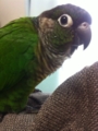 [Conure][ウロコインコ]