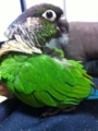 [Conure][ウロコインコ]