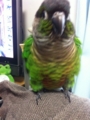 [Conure][ウロコインコ]